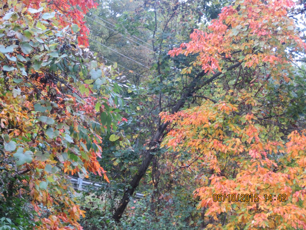 Lehigh Valley Gorge – Piatt Township, Pennsylvania – photo 6