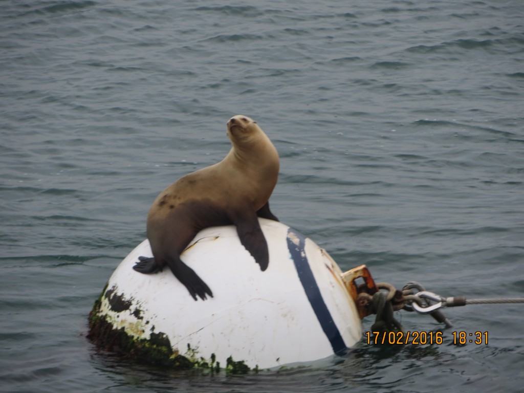 San Diego Harbor – California, United States – photo 5