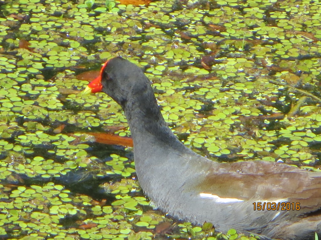Sawgrass Lake Park St. Petersburg, FL – Florida, United States – photo 6