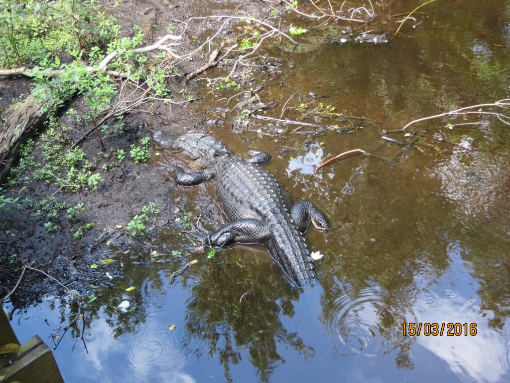 Sawgrass Lake Park St. Petersburg, FL – Florida, United States – photo 1