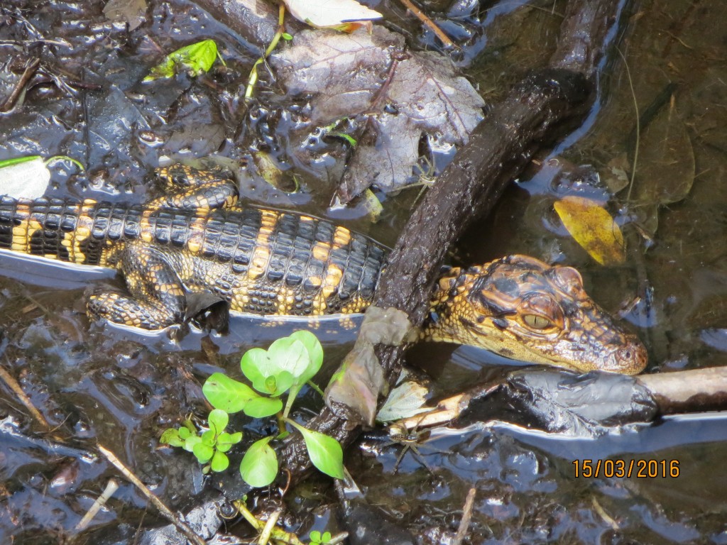 Sawgrass Lake Park St. Petersburg, FL – Florida, United States – photo 3
