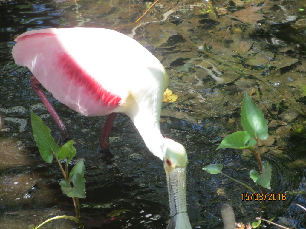 Sawgrass Lake Park St. Petersburg, FL – Florida, United States – photo 7