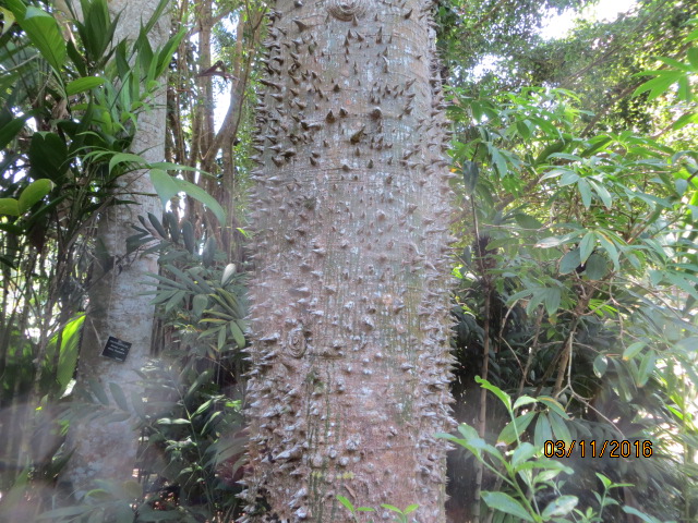 Cairns, Queensland Australia (Botanical Gardens) – photo 16