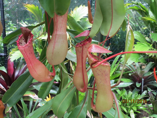Cairns, Queensland Australia (Botanical Gardens) – photo 3