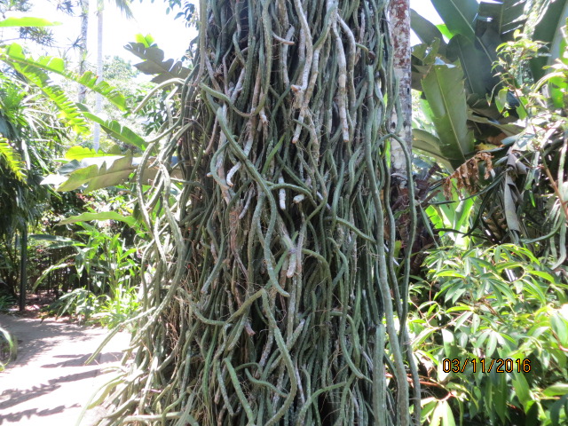 Cairns, Queensland Australia (Botanical Gardens) – photo 4