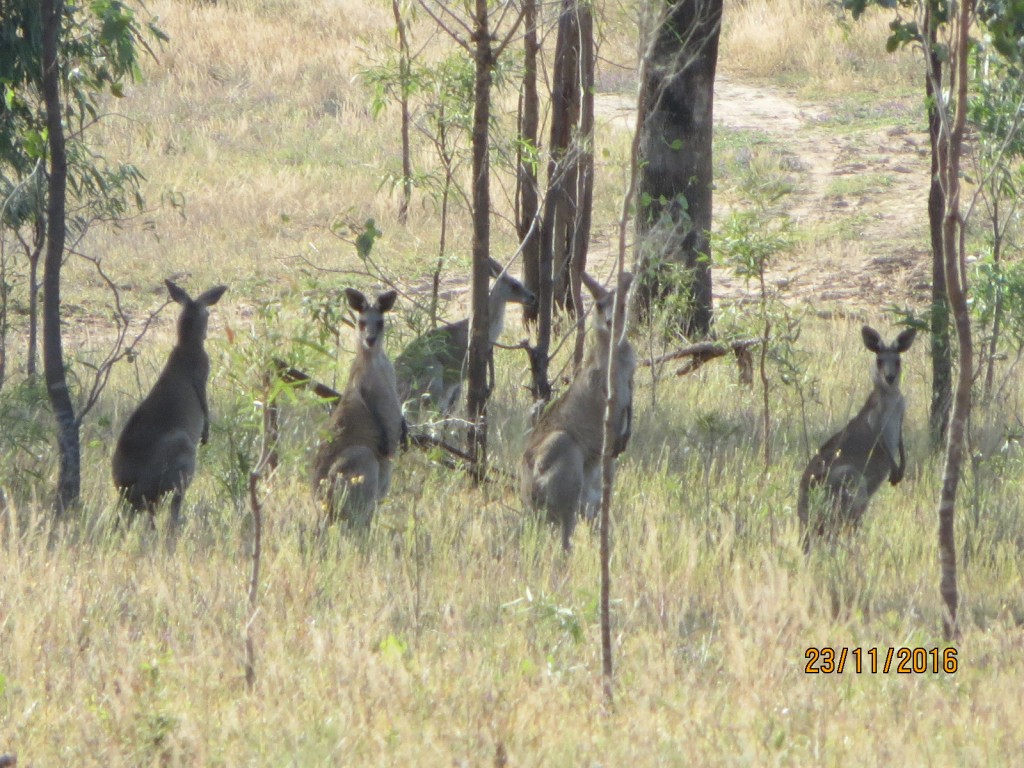 Taroom, Australia (The Glebe) – Queensland – photo 1