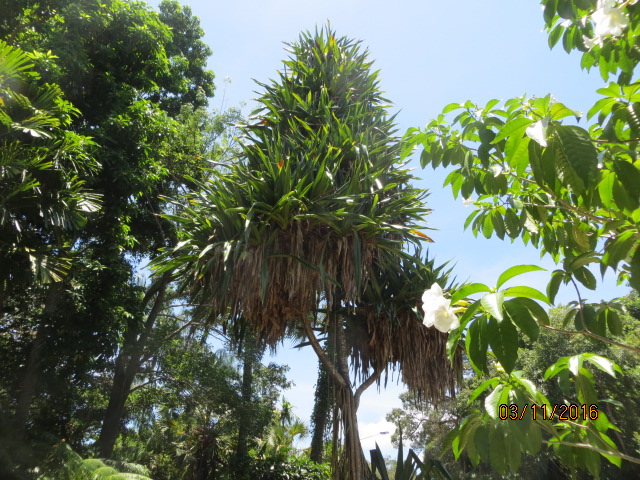 Cairns, Queensland Australia (Botanical Gardens) – photo 5