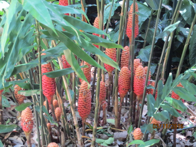 Cairns, Queensland Australia (Botanical Gardens) – photo 6
