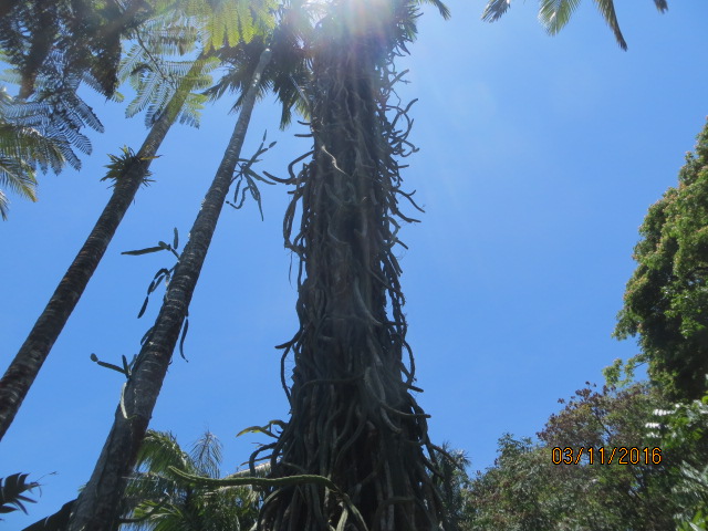 Cairns, Queensland Australia (Botanical Gardens) – photo 7