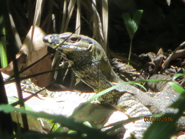 Cairns, Queensland Australia (Botanical Gardens) – photo 2