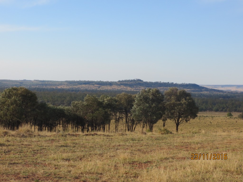 Taroom, Australia (The Glebe) – Queensland – photo 11