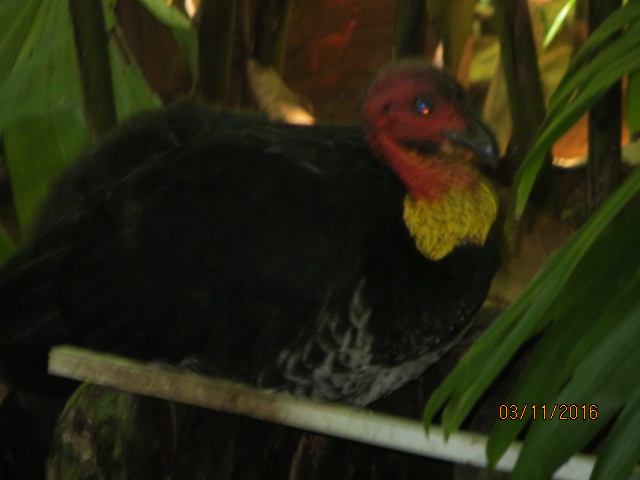 Cairns, Queensland Australia (Botanical Gardens) – photo 11
