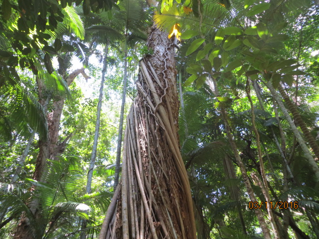 Cairns, Queensland Australia (Botanical Gardens) – photo 12