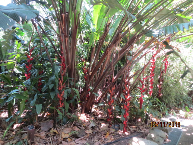 Cairns, Queensland Australia (Botanical Gardens) – photo 13