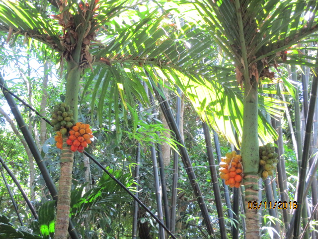 Cairns, Queensland Australia (Botanical Gardens) – photo 14