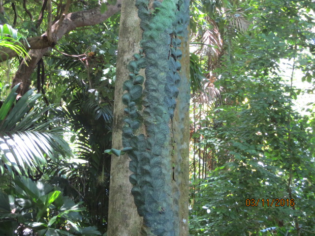 Cairns, Queensland Australia (Botanical Gardens) – photo 15