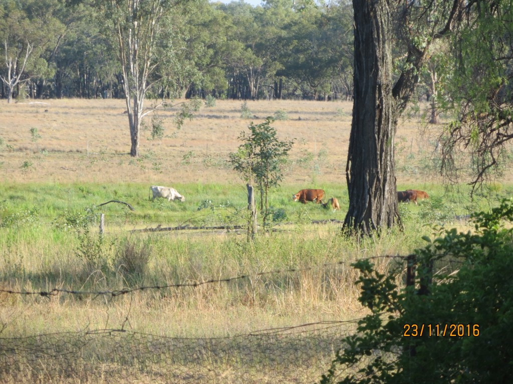 Taroom, Australia (The Glebe) – Queensland – photo 4