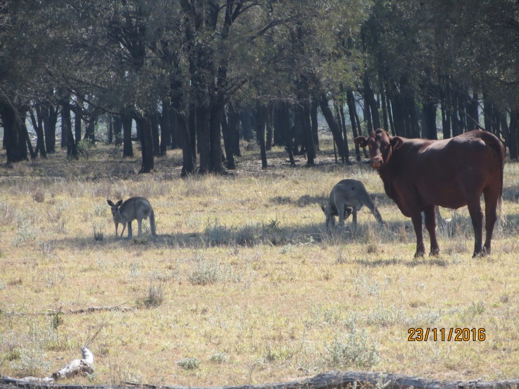 Taroom, Australia (The Glebe) – Queensland – photo 5