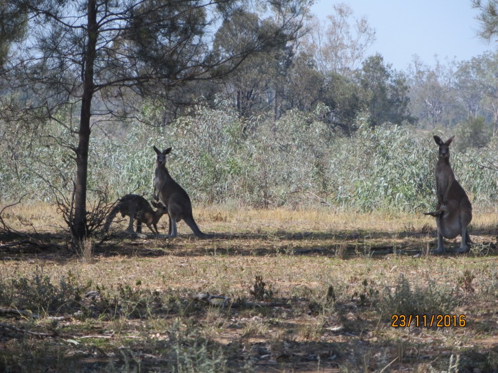 Taroom, Australia (The Glebe) – Queensland – photo 6
