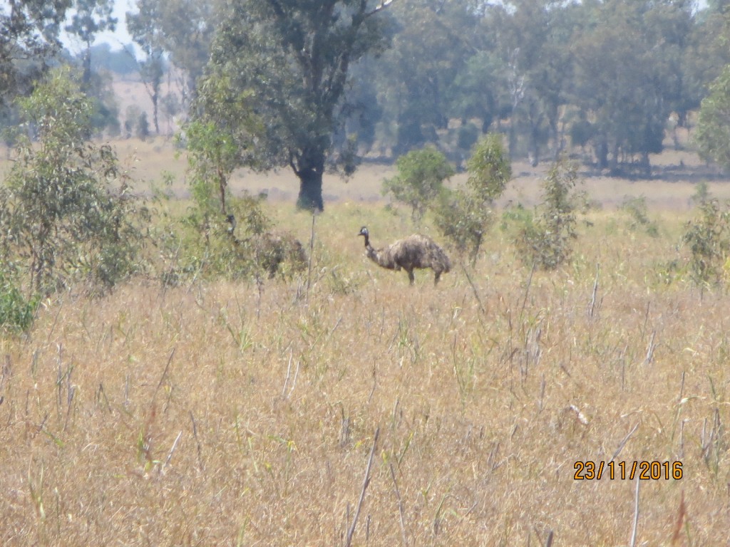 Taroom, Australia (The Glebe) – Queensland – photo 7