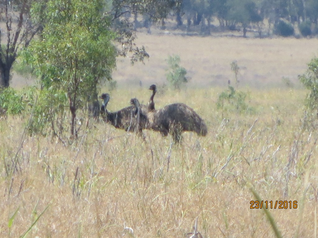 Taroom, Australia (The Glebe) – Queensland – photo 8