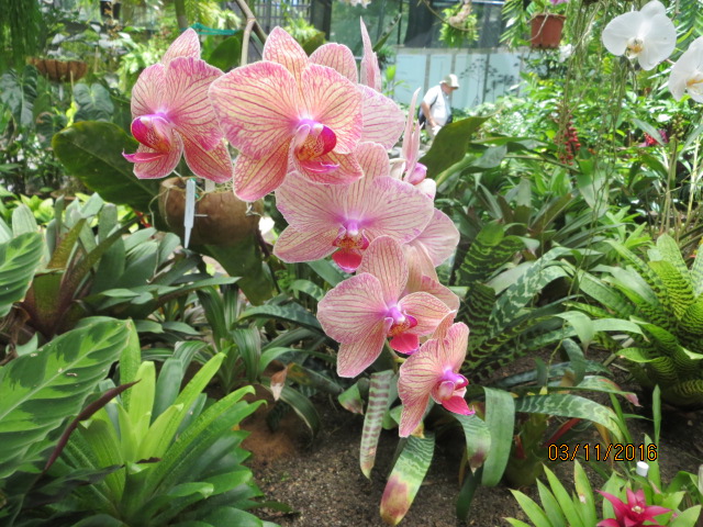 Cairns, Queensland Australia (Botanical Gardens) – photo 8