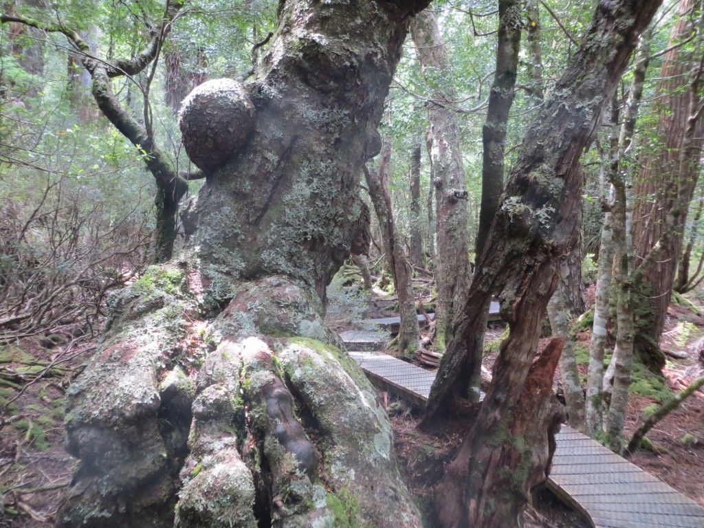 Dove Lake @ Cradle Mountain, Tasmania – Australia – photo 5