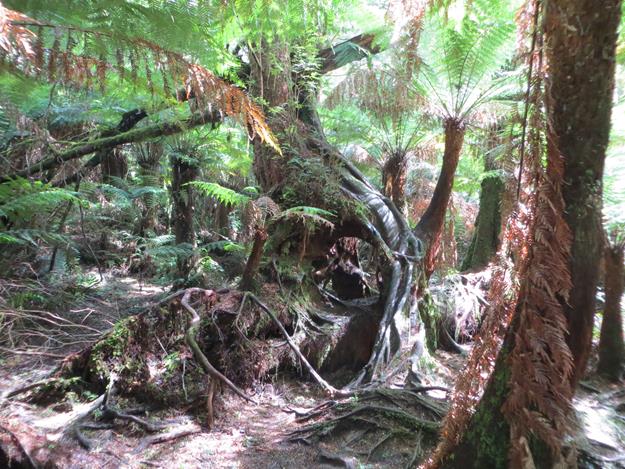 Great Otway National Park (Maits Rest Rainforest) – Victoria, Australia – photo 1