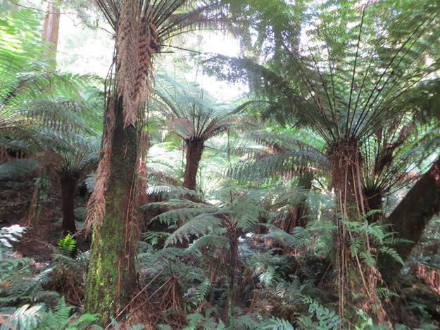 Great Otway National Park (Maits Rest Rainforest) – Victoria, Australia – photo 2