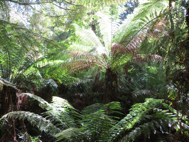 Great Otway National Park (Maits Rest Rainforest) – Victoria, Australia – photo 4