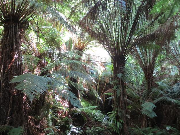 Great Otway National Park (Maits Rest Rainforest) – Victoria, Australia – photo 5