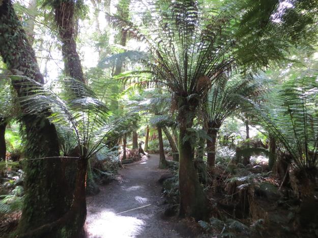 Great Otway National Park (Maits Rest Rainforest) – Victoria, Australia – photo 6