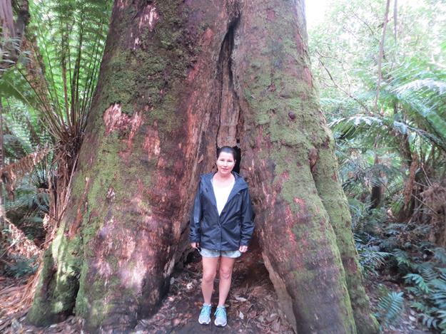 Great Otway National Park (Maits Rest Rainforest) – Victoria, Australia – photo 7