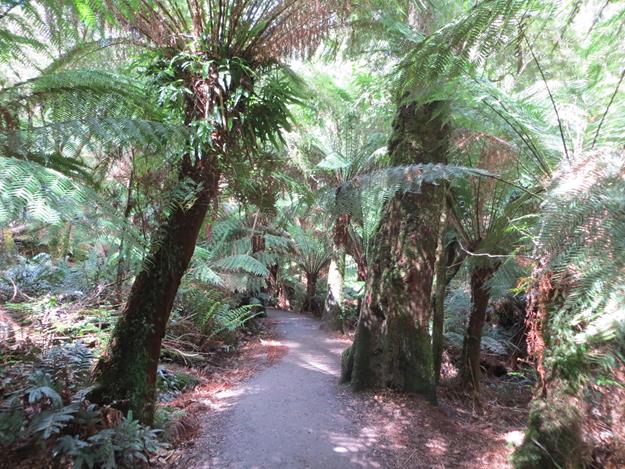 Great Otway National Park (Maits Rest Rainforest) – Victoria, Australia – photo 8