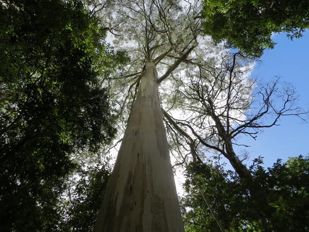 Great Otway National Park (Maits Rest Rainforest) – Victoria, Australia – photo 9