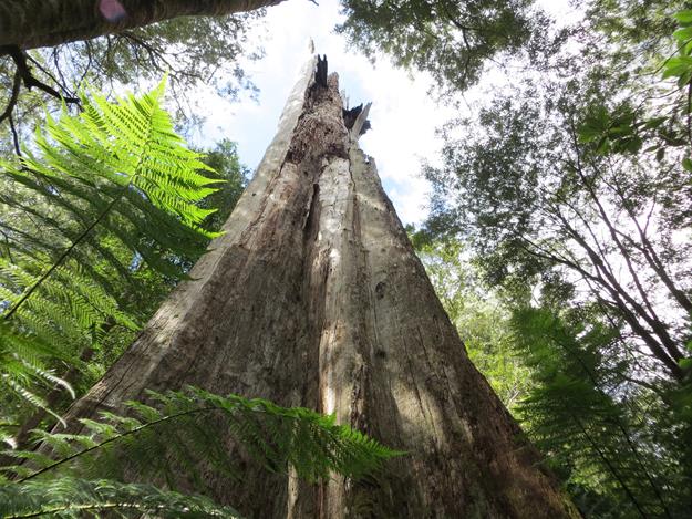 Great Otway National Park (Maits Rest Rainforest) – Victoria, Australia – photo 10