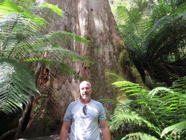 Great Otway National Park (Maits Rest Rainforest) – Victoria, Australia – photo 11