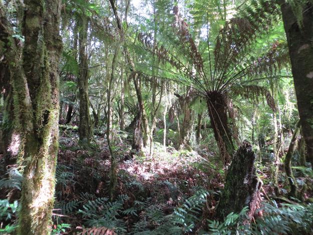Great Otway National Park (Maits Rest Rainforest) – Victoria, Australia – photo 3