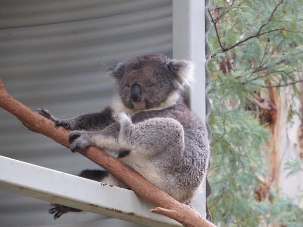 Canberra, Australia – photo 3