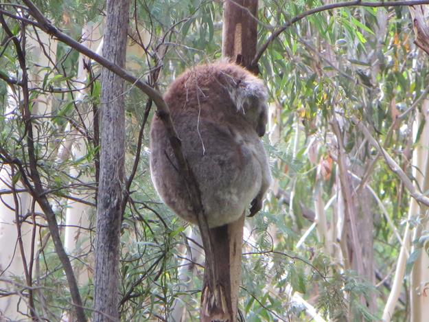Canberra, Australia – photo 4