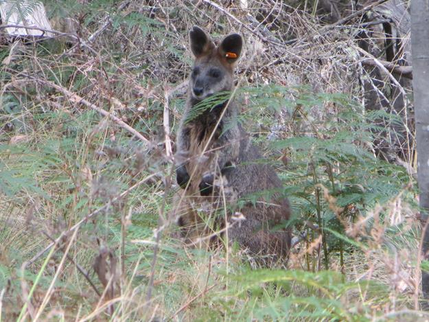 Canberra, Australia – photo 5