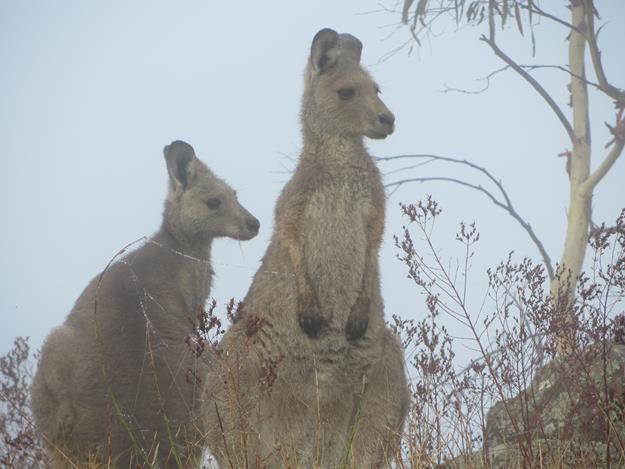 Canberra, Australia – photo 6