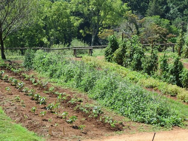 Monticello, Charlottesville, VA – Pantops, Virginia – photo 10
