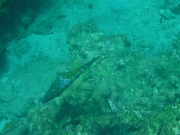 Sightseeing/Snorkeling tour – St. Lucia – Soufrière, Soufrière – photo 3