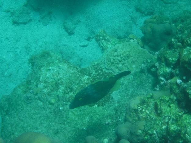 Sightseeing/Snorkeling tour – St. Lucia – Soufrière, Soufrière – photo 4
