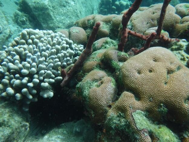 Sightseeing/Snorkeling tour – St. Lucia – Soufrière, Soufrière – photo 7