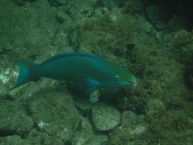 Sightseeing/Snorkeling tour – St. Lucia – Soufrière, Soufrière – photo 10