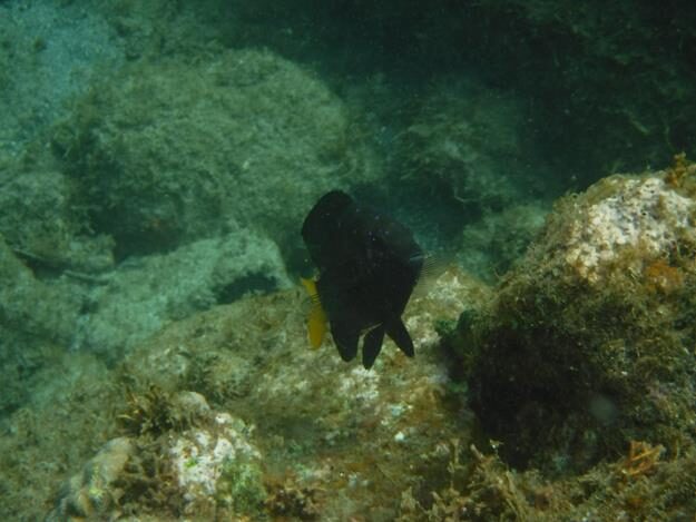 Sightseeing/Snorkeling tour – St. Lucia – Soufrière, Soufrière – photo 11
