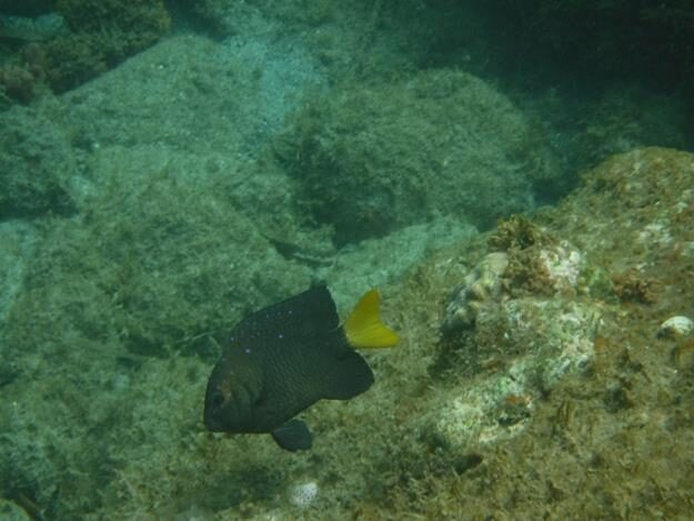 Sightseeing/Snorkeling tour – St. Lucia – Soufrière, Soufrière – photo 12
