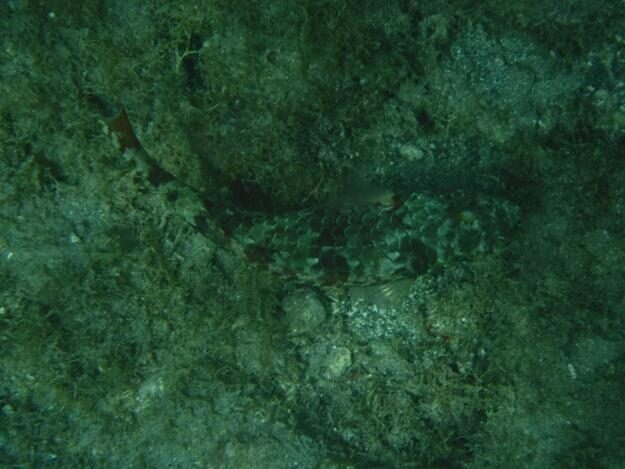 Sightseeing/Snorkeling tour – St. Lucia – Soufrière, Soufrière – photo 14